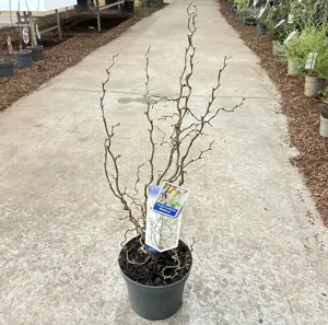 Corylus avellana 'Medusa'