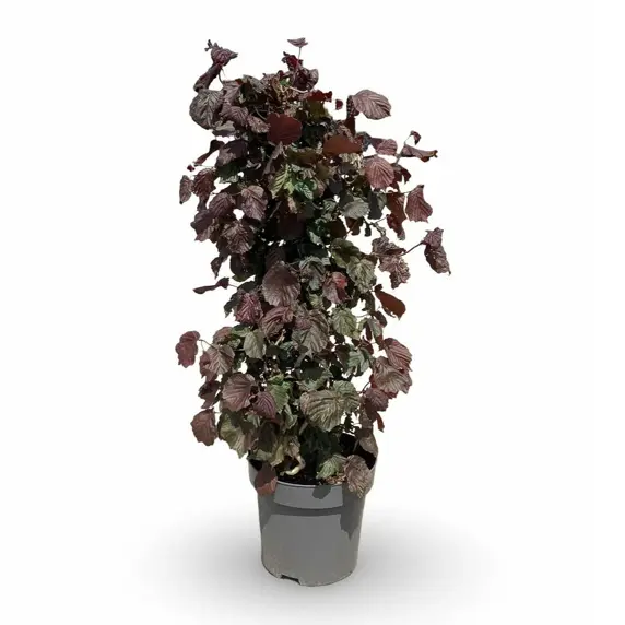 Corylus avellana 'Red Majestic' 12L - image 2