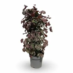 Corylus avellana 'Red Majestic' 12L - image 2