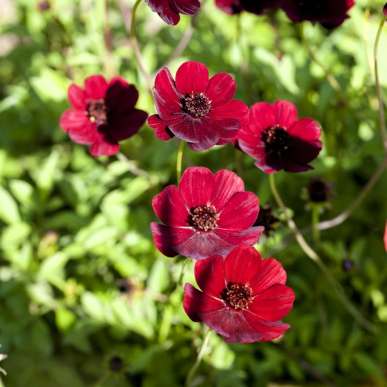 Cosmos atrosanguineus - Chocolate Cosmos 1.5L - image 2