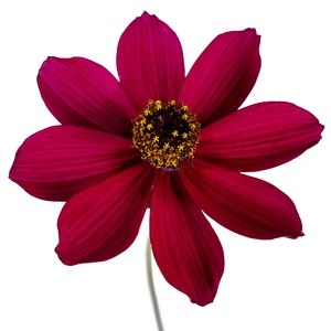 Cosmos atrosanguineus 'Cherry Chocolate' 2L