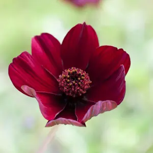 Cosmos atrosanguineus 'Chocamocha'