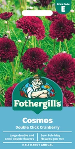 Cosmos Double Click Cranberries - image 1