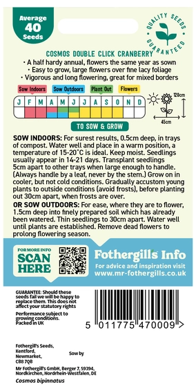 Cosmos Double Click Cranberries - image 2