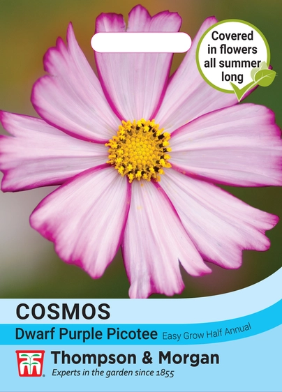 Cosmos Dwarf Purple Picotee - image 1