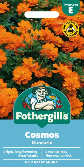 Cosmos Mandarin - image 1