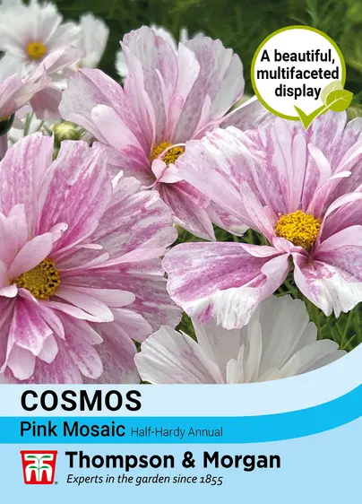 Cosmos Pink Mosaic - image 1