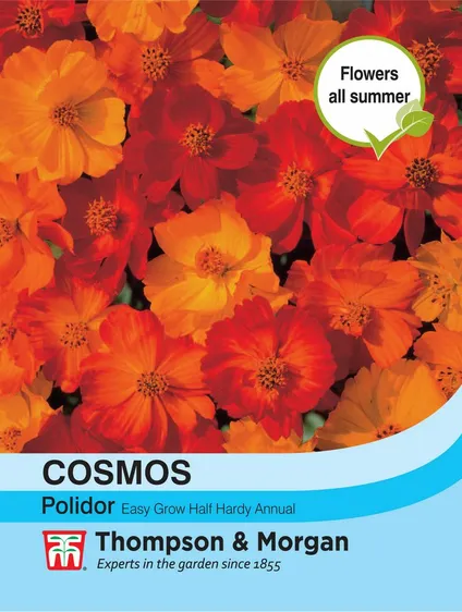 Cosmos Polidor - image 1