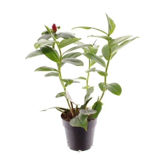Costus woodsonii