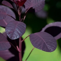 Cotinus