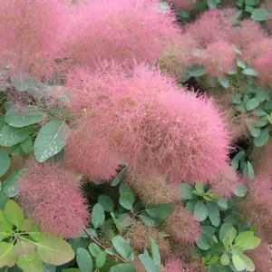 Image Credit: Plant Geek
