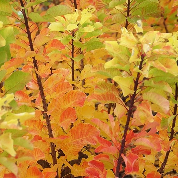 Picture - Minier Nurseries