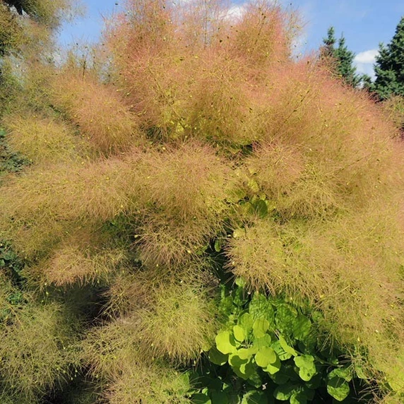 Picture - Minier Nurseries