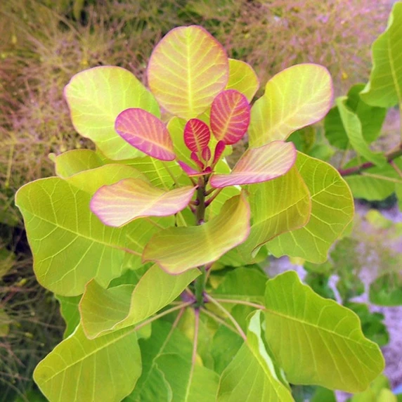Picture - Minier Nurseries