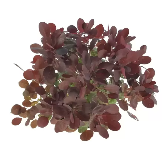 Cotinus coggygria 'Lilla' 4L - image 2