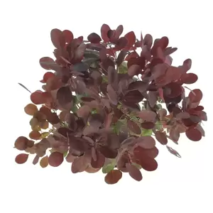 Cotinus coggygria 'Lilla' 4L - image 2