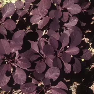 Cotinus coggygria 'Royal Purple' 3L