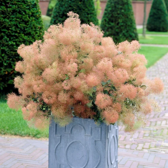 Picture - Plantipp BV