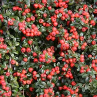 Cotoneaster
