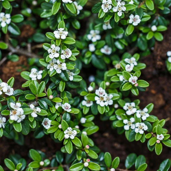 Cotoneaster dammeri