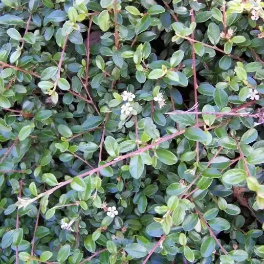 Cotoneaster horizontalis - image 1