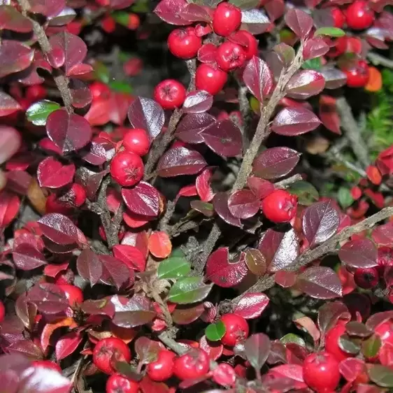 Cotoneaster horizontalis - image 3