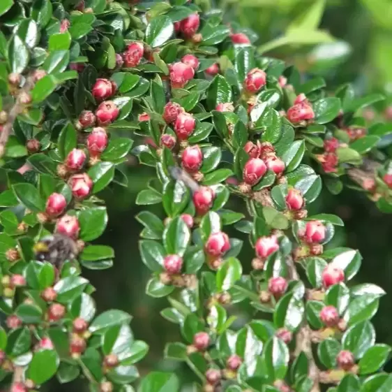 Cotoneaster horizontalis - image 2