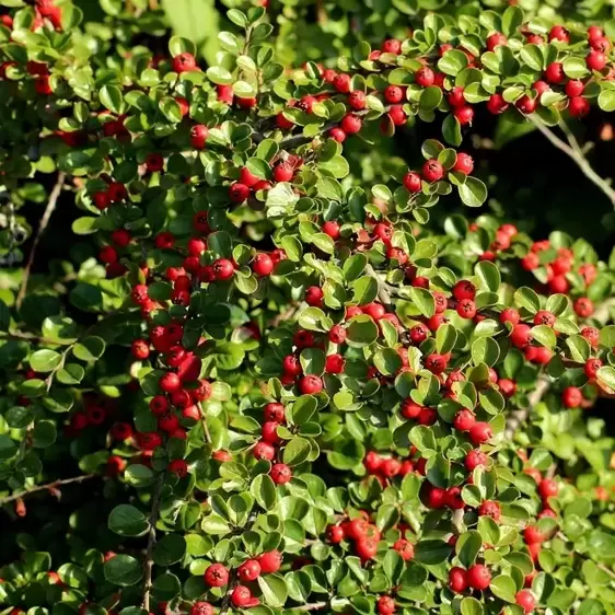 Cotoneaster microphyllus