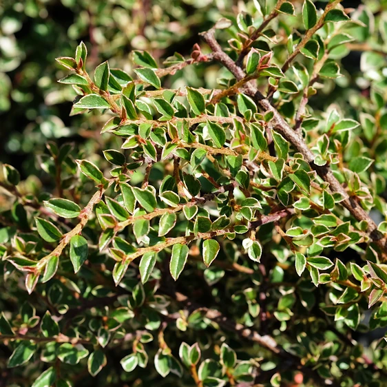 Cotoneaster horizontalis 'Variegatus'