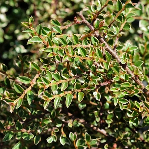 Cotoneaster horizontalis 'Variegatus'