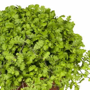 Cotula hispida 1L - image 2