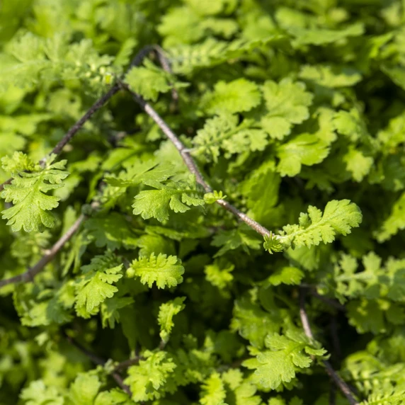 Cotula hispida 1L - image 1