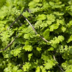 Cotula hispida 1L - image 1