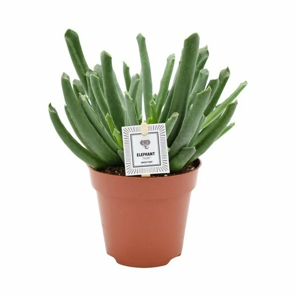 Cotyledon 'Elephants Trunk' - Cowell's Garden Centre | Woolsington