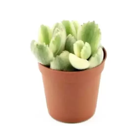 Cotyledon ladismithiensis f. variegata