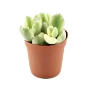 Cotyledon ladismithiensis f. variegata
