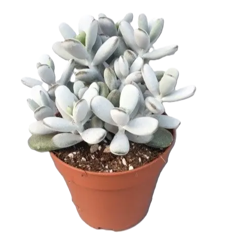 Cotyledon orbiculata - image 1