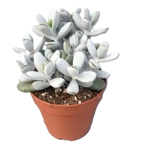 Cotyledon orbiculata - image 1
