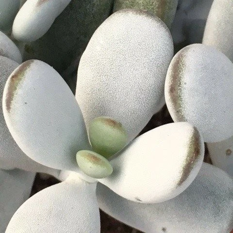 Cotyledon orbiculata - image 2
