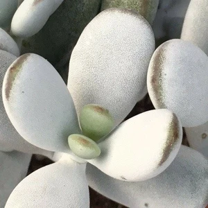 Cotyledon orbiculata - image 2