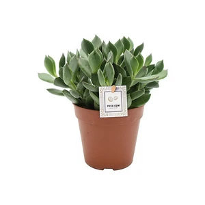 Cotyledon 'Picco Coins'