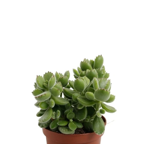Cotyledon tomentosa subsp. ladismithensis - image 1
