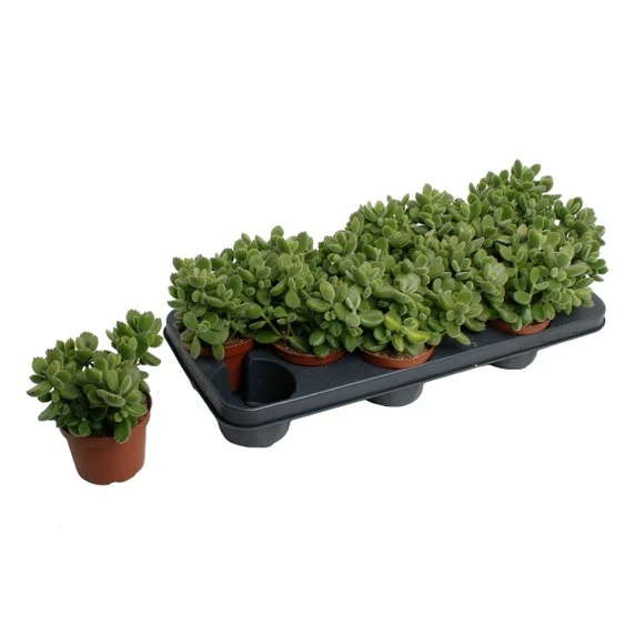 Cotyledon tomentosa subsp. ladismithensis - image 2