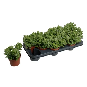 Cotyledon tomentosa subsp. ladismithensis - image 2