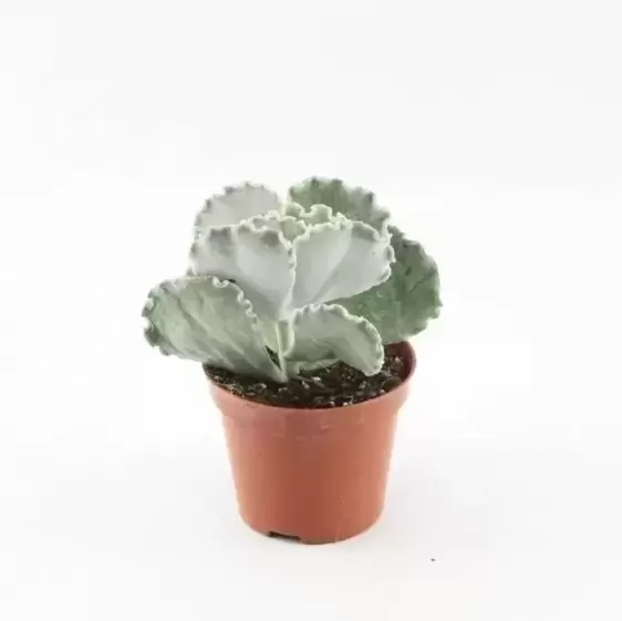 Cotyledon undulata 5.5cm