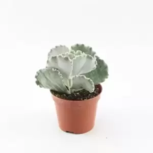 Cotyledon undulata 5.5cm