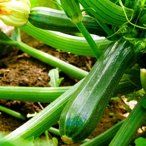 Courgette 'El Greco'