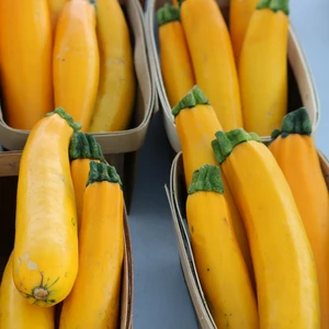 Courgette 'Golden Jemmer'