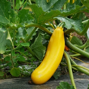 Courgette 'Shooting Star'