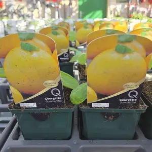 Courgette 'Summer Ball'